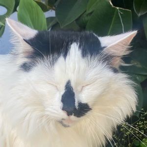 Meet your Posher, Cassidy